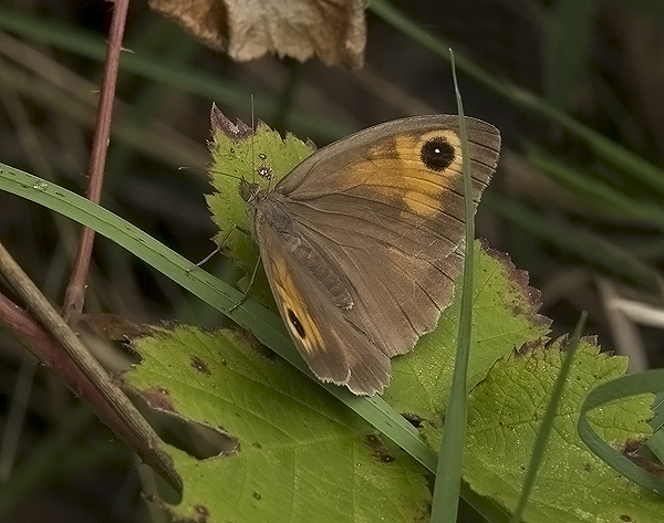 Maniola jurtina